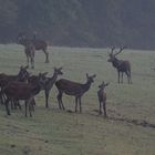 Ein kleines Rudel Kahlwild erscheint, aber die Hirsche nehmen davon keinerlei Notiz