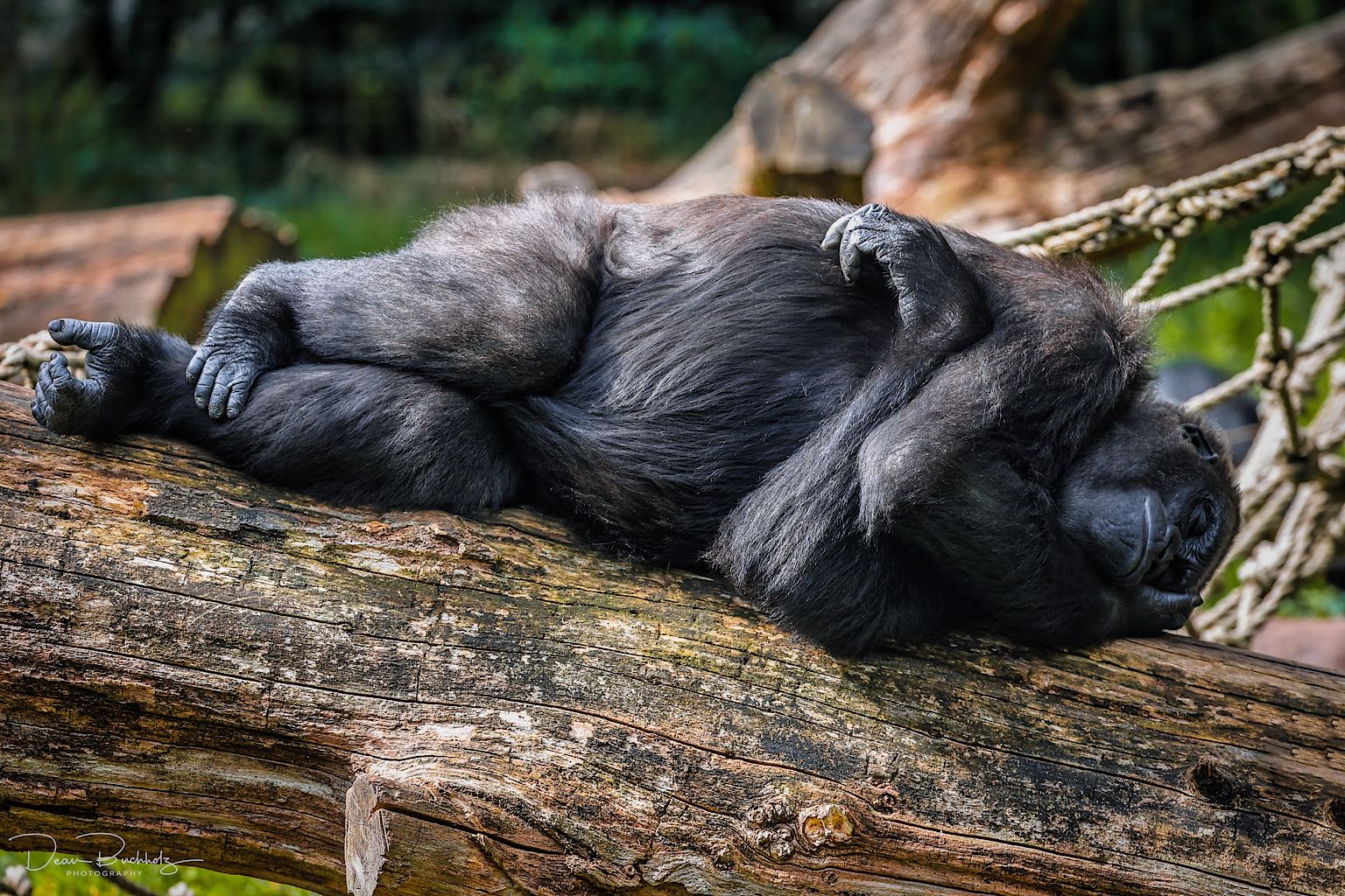 ein kleines Schläfchen dachte der Gorilla....