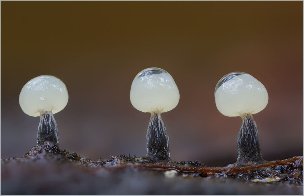 Ein kleines Schleimertrio..