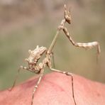 Ein kleines Schreckgespenst: die Nymphe der Empusa pennata