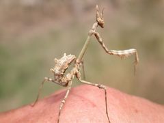 Ein kleines Schreckgespenst: die Nymphe der Empusa pennata