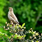 Ein kleines Ständchen . . .