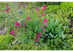 Ein kleines Stück Garten...