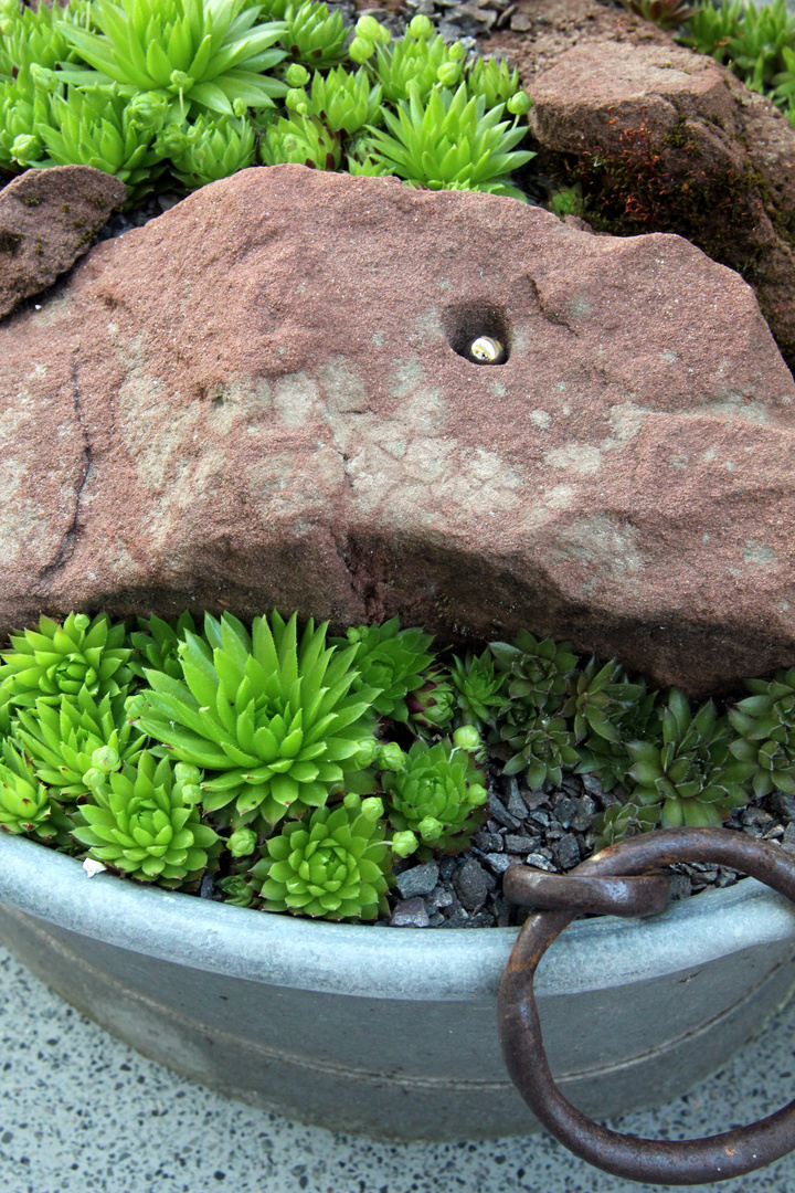 Ein kleines Stück Natur auf dem Balkon - Sempervivum -