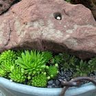 Ein kleines Stück Natur auf dem Balkon - Sempervivum -