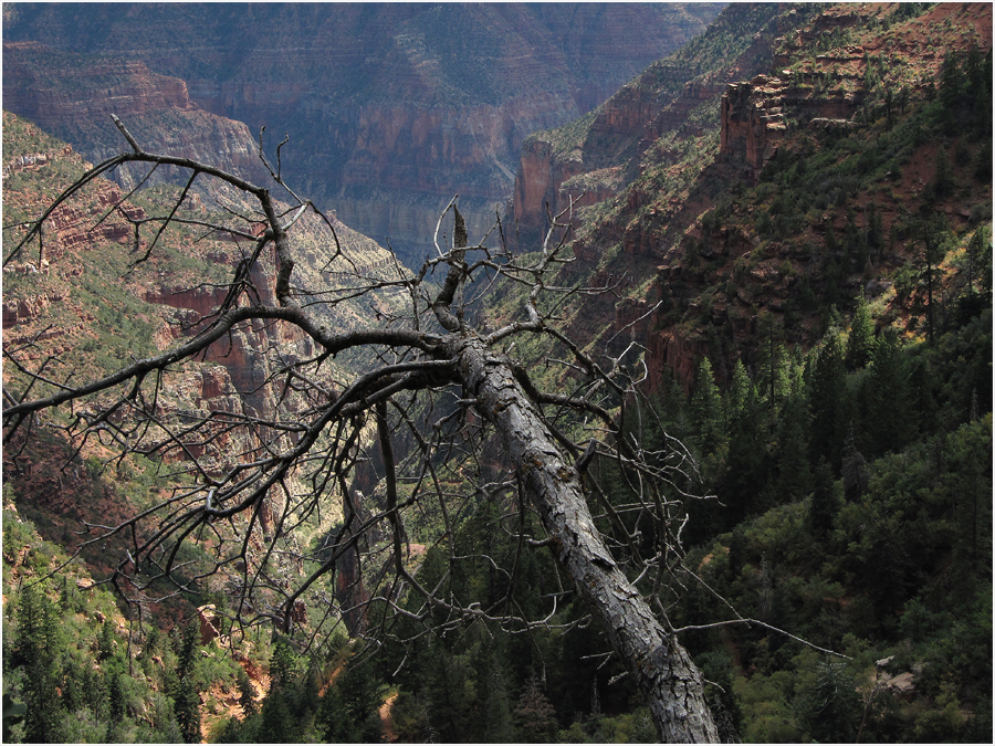 Ein kleines Stück vom großen Canyon II