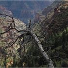 Ein kleines Stück vom großen Canyon II