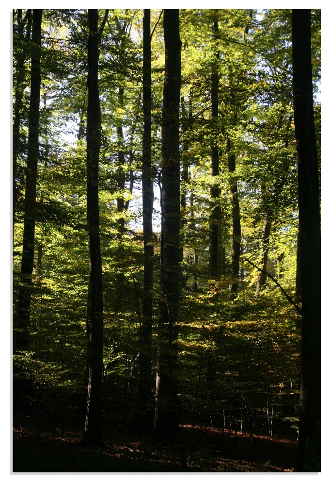 Ein kleines Stück vom Teutoburger Wald