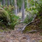 Ein kleines Stück vom Zauberwald