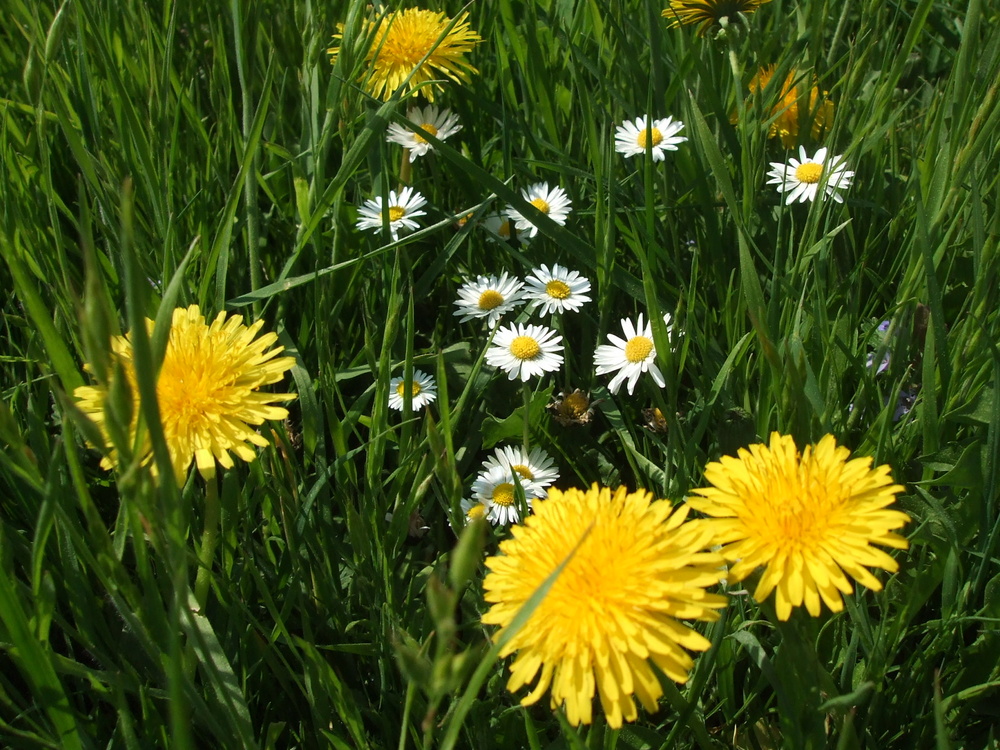 ein kleines Stück Wiese