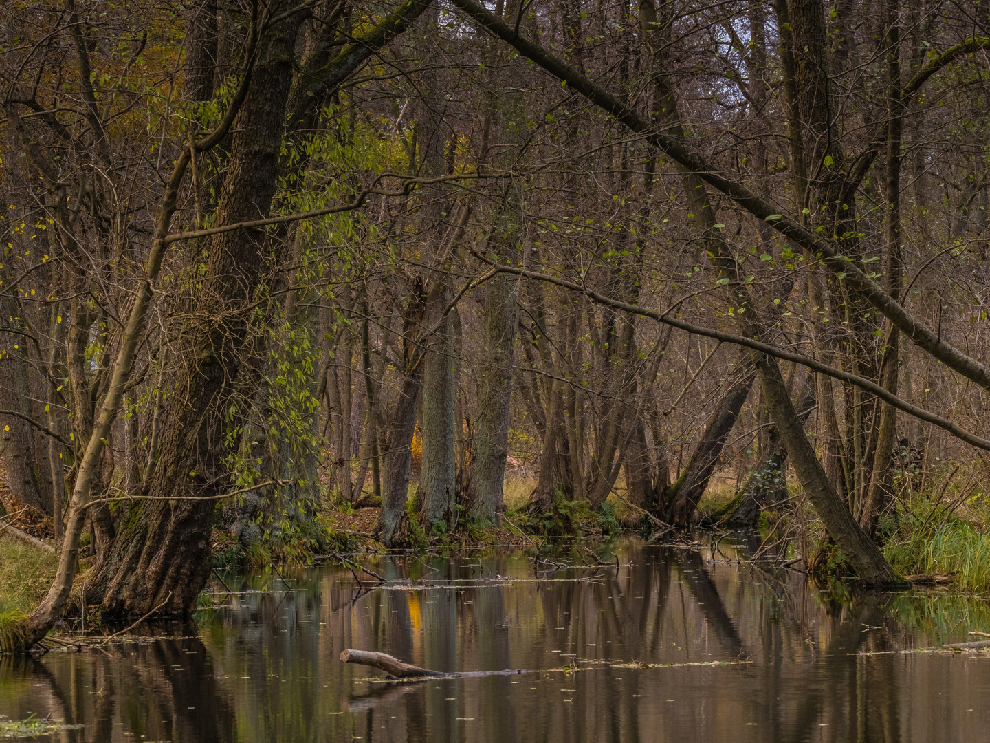 Ein kleines Stück Wildnis im Löcknitztal