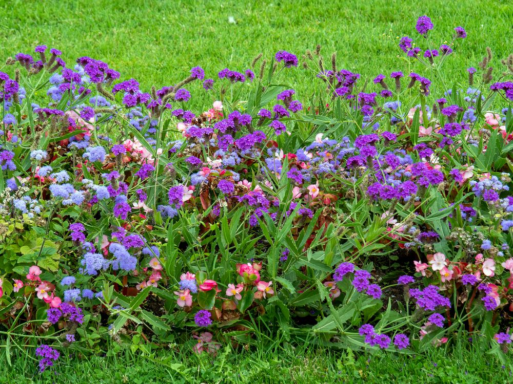 ein kleines stückchen buntes sommerblumenbeet...