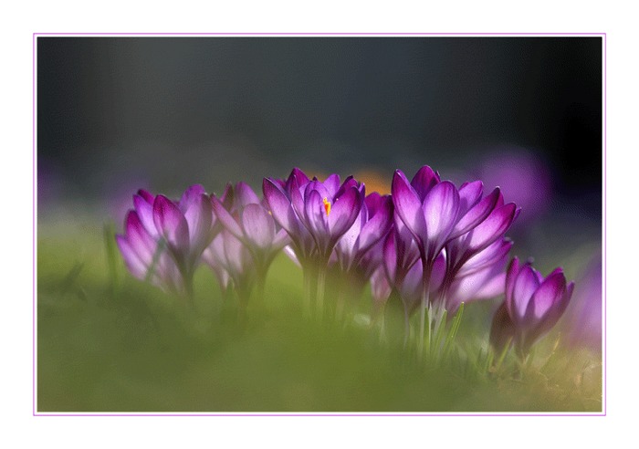 ein kleines Stückchen Frühling