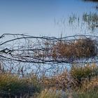 Ein kleines Stückchen Moor