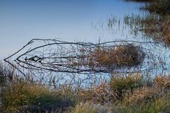 Ein kleines Stückchen Moor