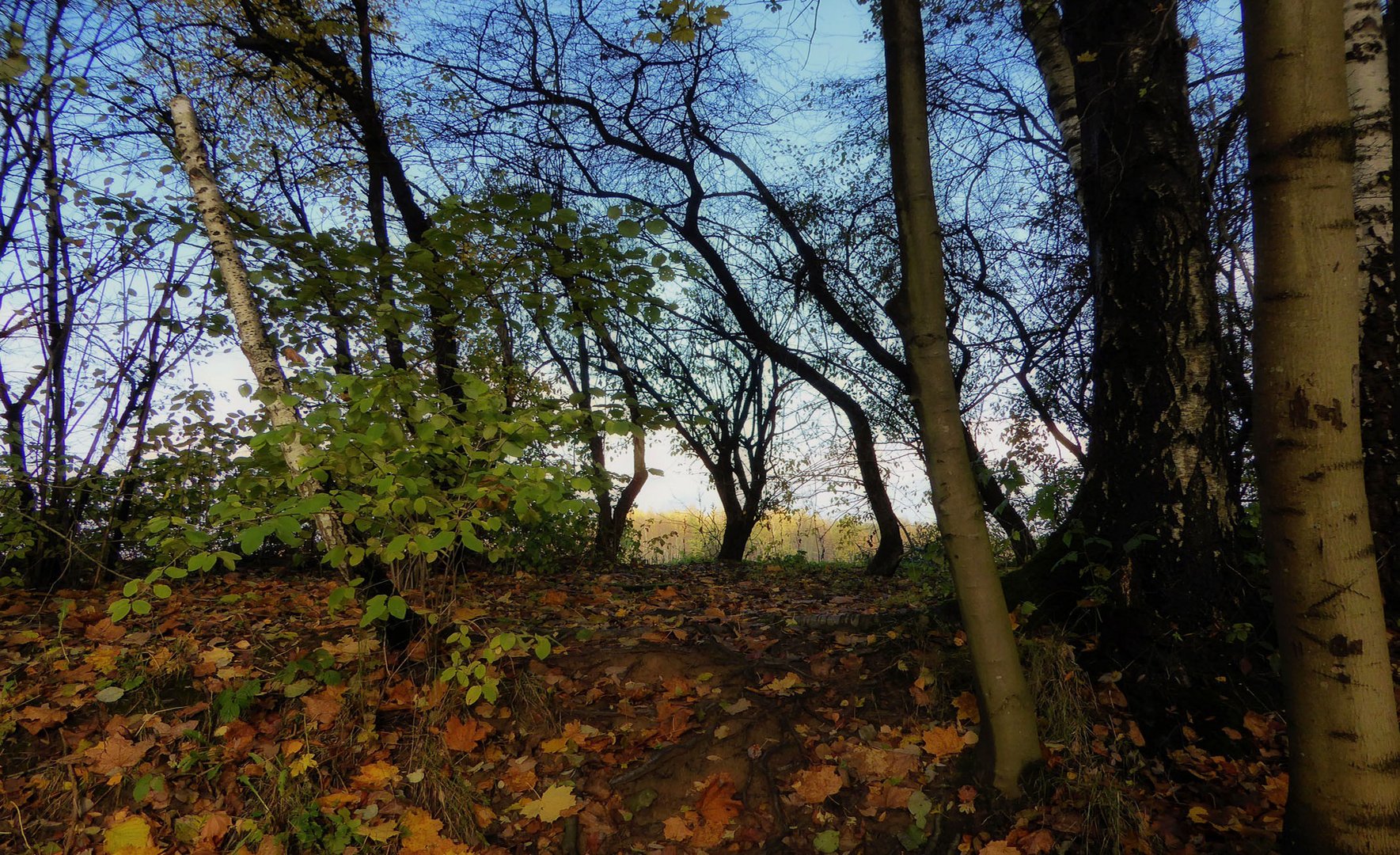 Ein kleines Stückchen Wald ...