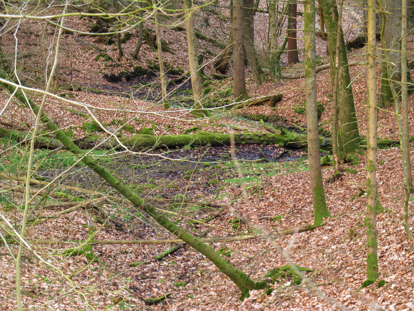 ein kleines Tal mit Bachlauf im Wingster Wald ...