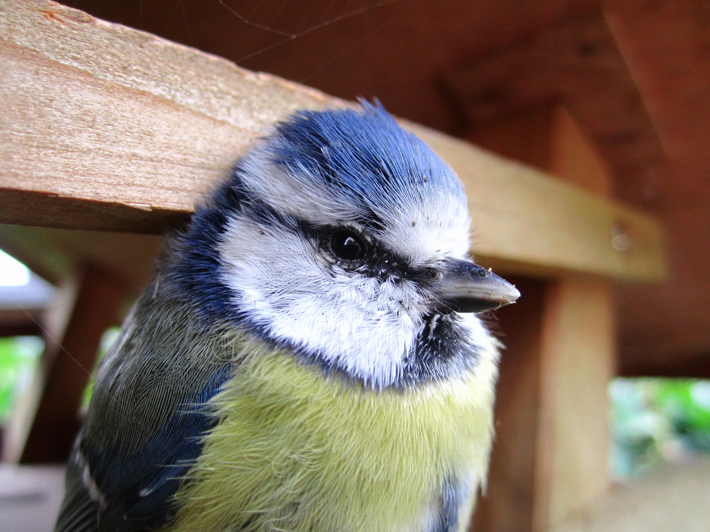 Ein kleines Vögelchen in unserem Vogelhaus