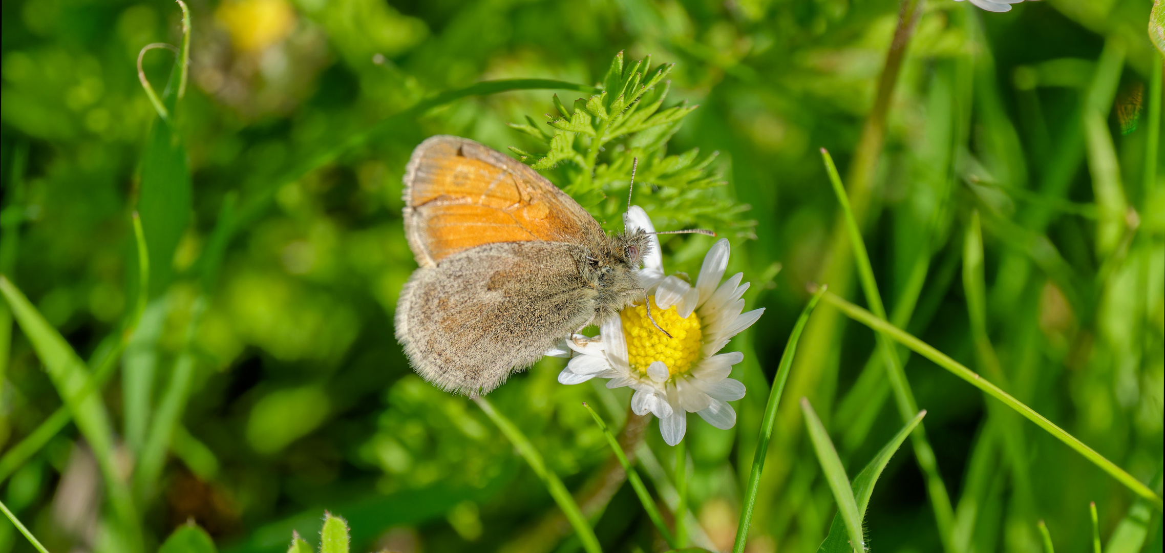 Ein kleines Wiesenvögelchen