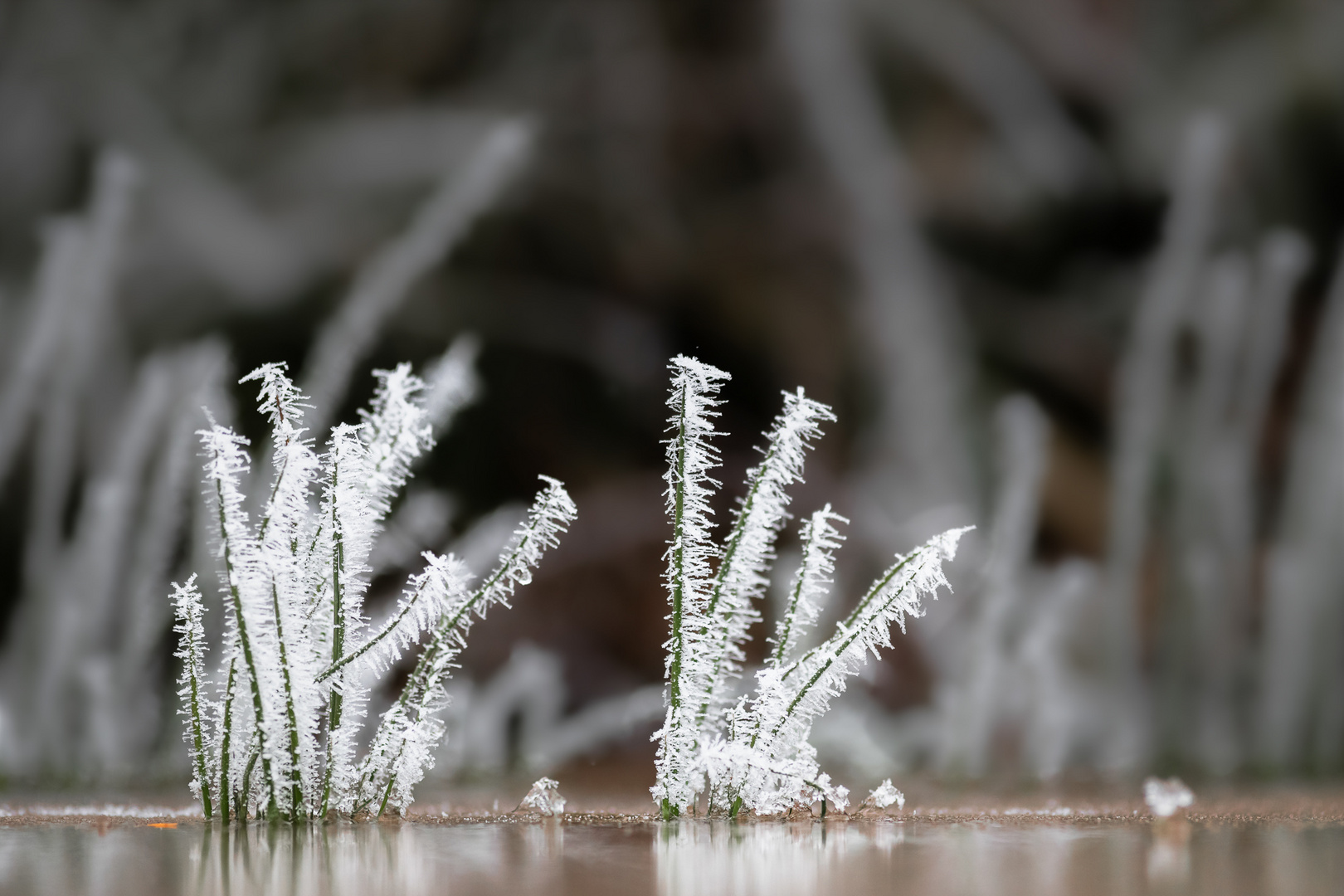 ein kleines Winter-Wunder