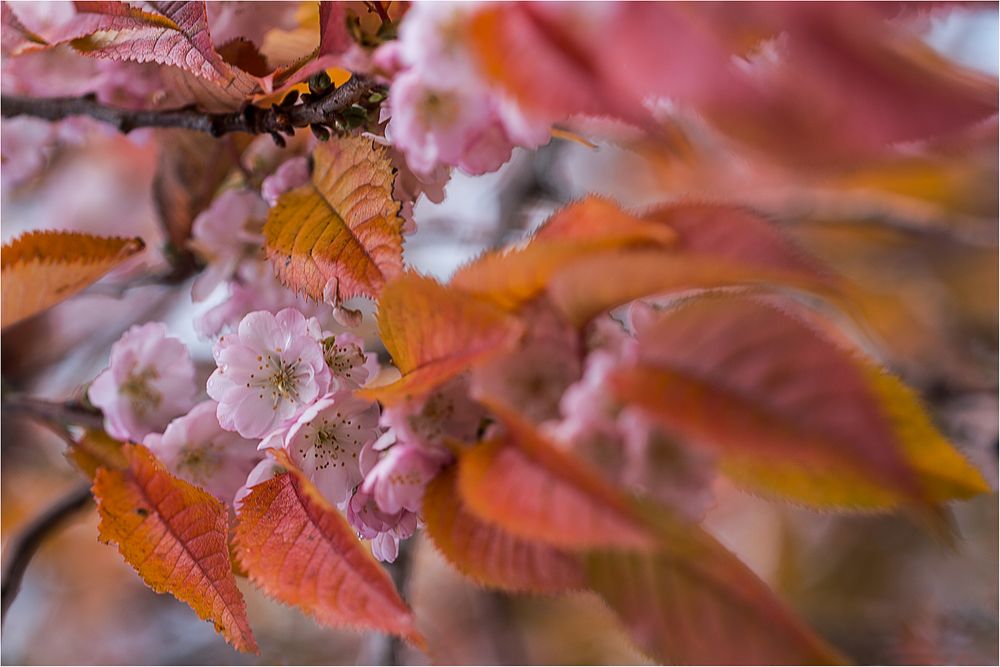 Ein kleines Wunder Foto & Bild november, obstbaum, herbstlaub Bilder