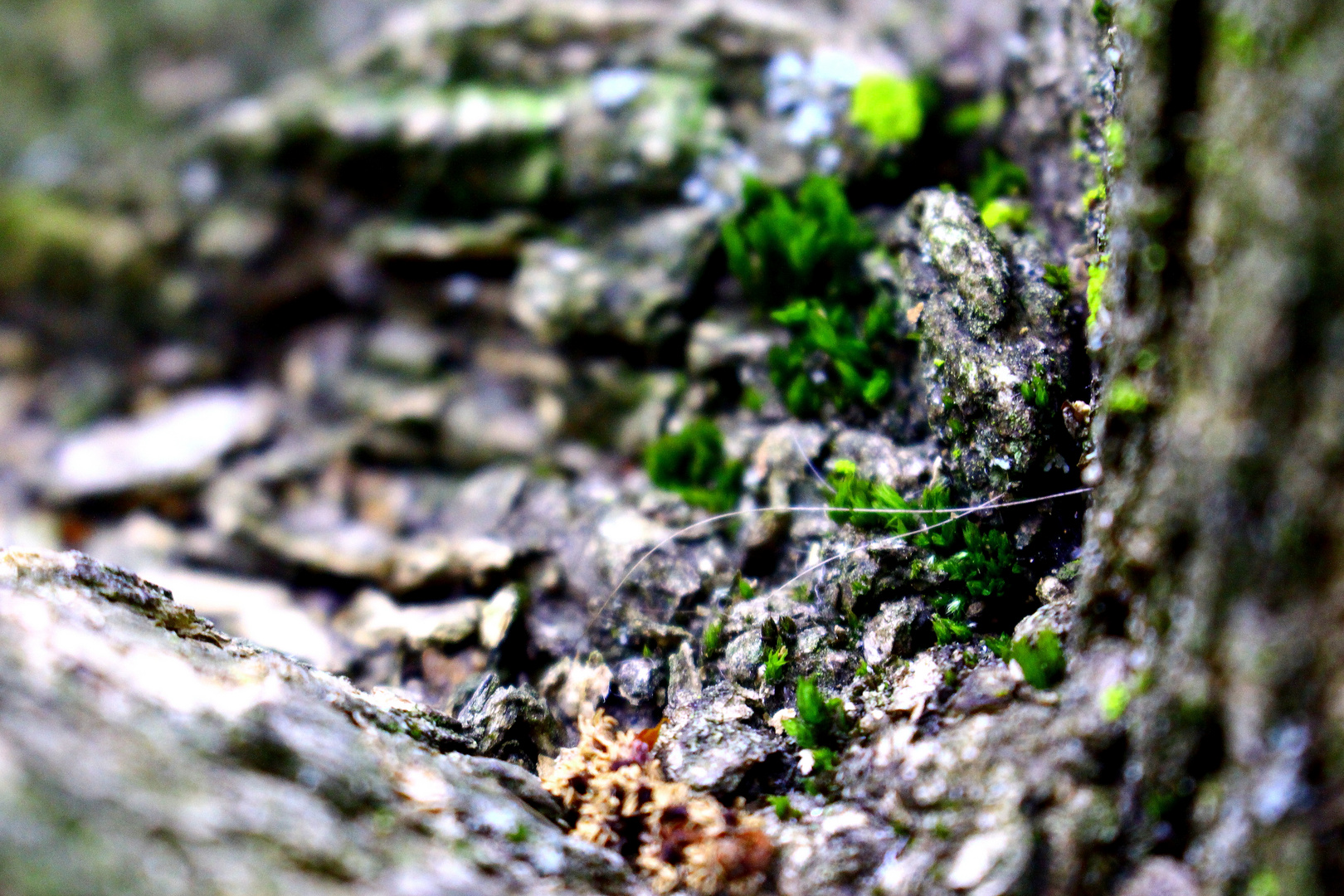 Ein Kleines Wunderland auf dem Baum