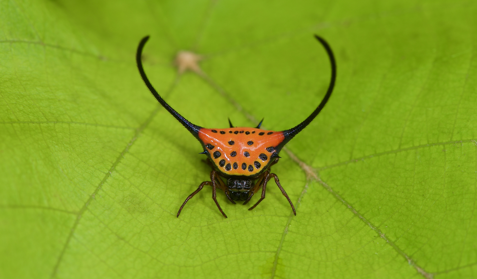 Ein kleines wundersames Geschöpf aus dem Tropischen Regenwald