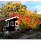 Ein Kleingarten im Herbst