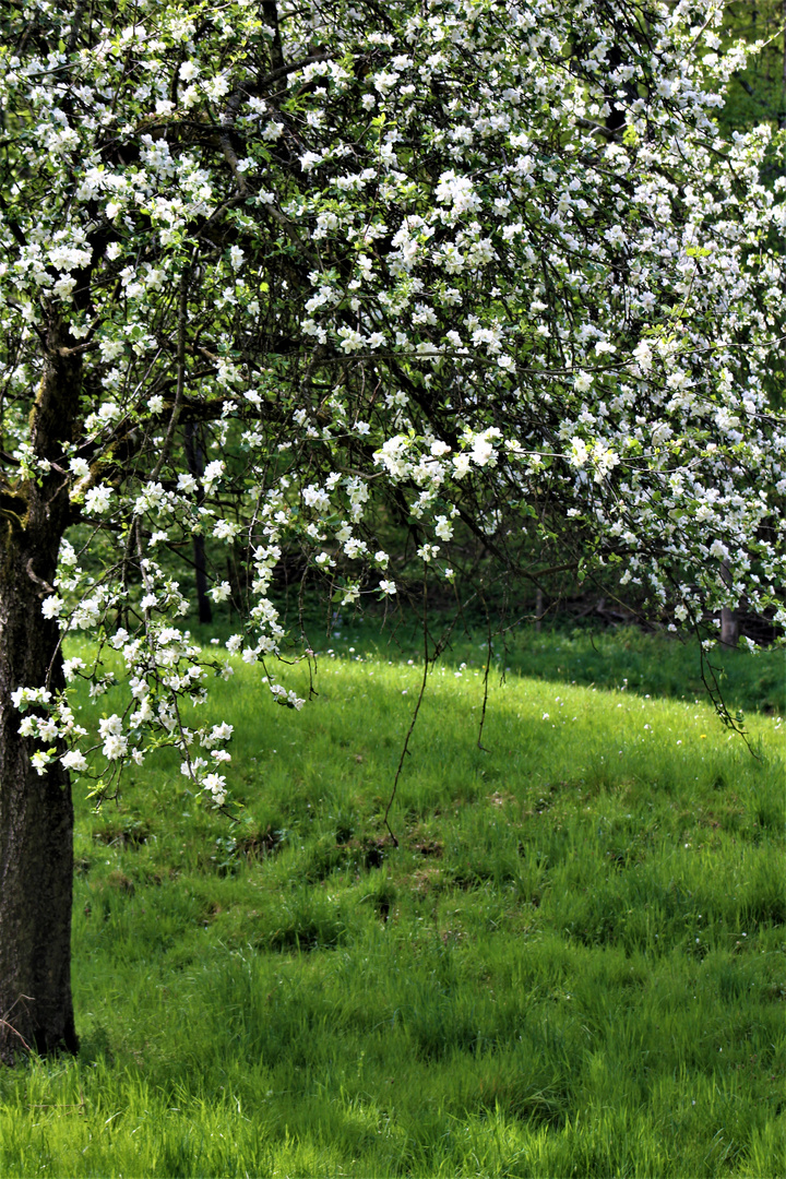 ein Kleinod die blühenden Obstbäume 