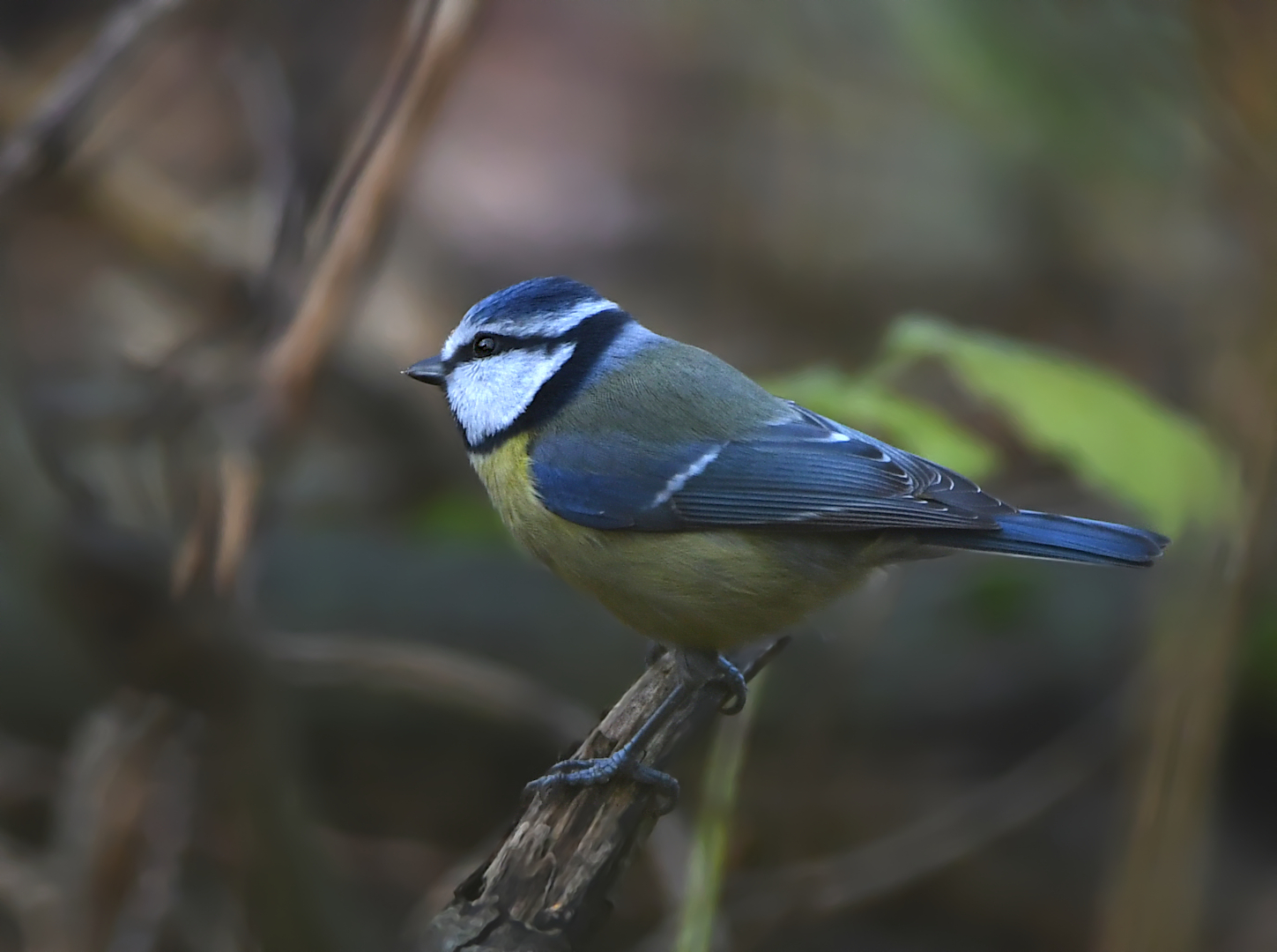 "Ein Kleinod in Garten und Wald"