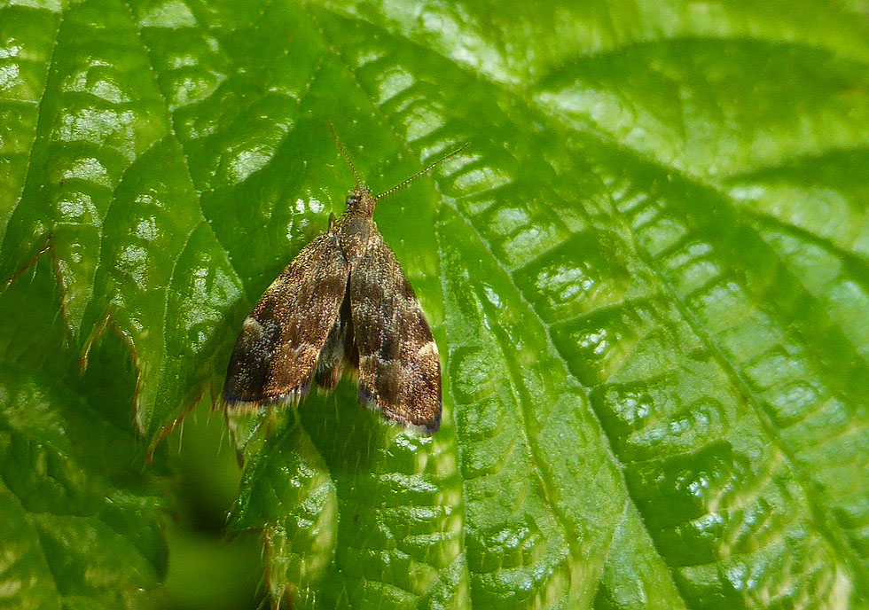 Ein Kleinschmetterling...