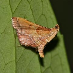 Ein Kleinschmetterling, der Zünsler ENDOTRICHA FLAMMEALIS . . .