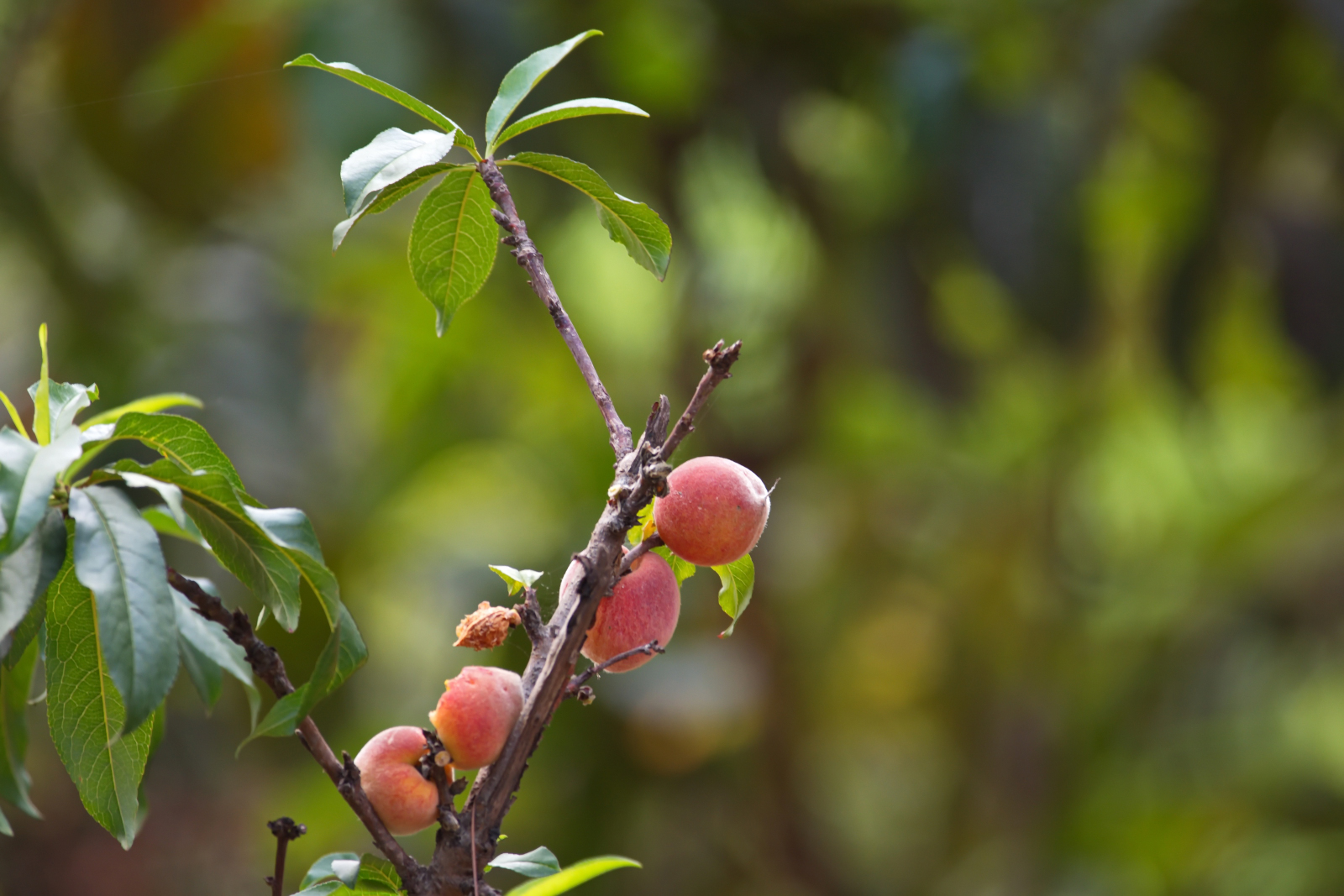 Ein kleinwenig Obst