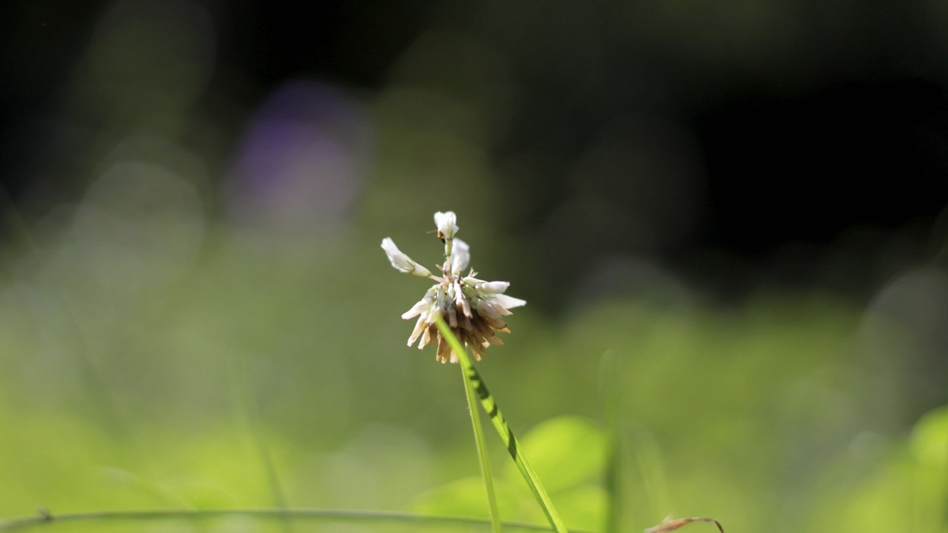 Ein klines Blümchen