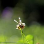 Ein klines Blümchen