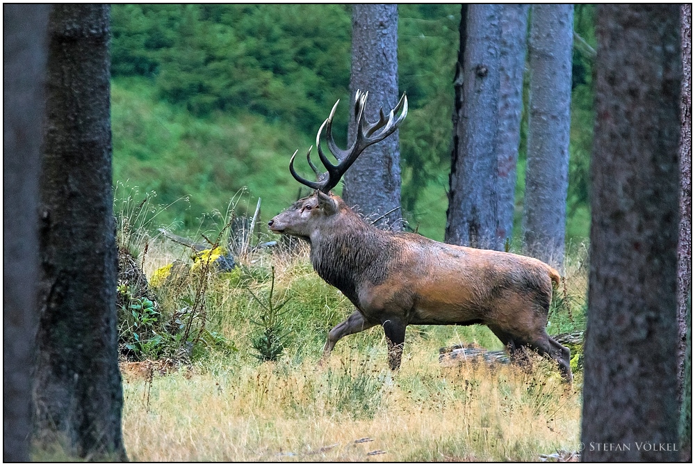 Ein Klotz von einem Hirsch