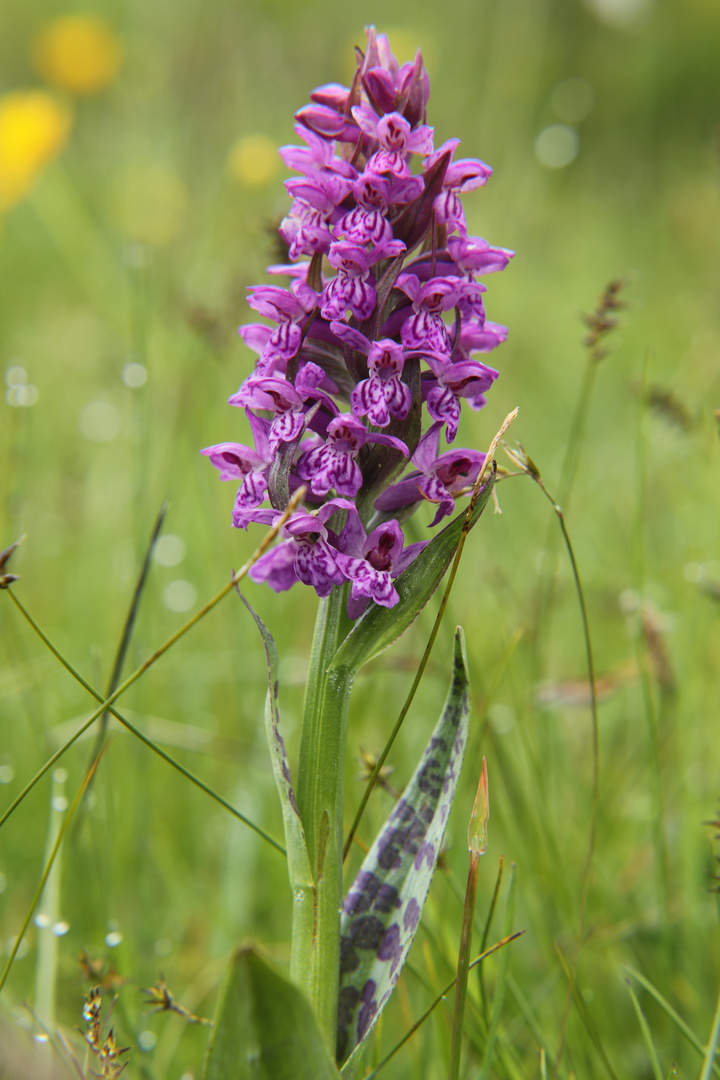 Ein Knabenkraut eine Wilde Orchidee