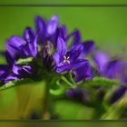 ein Knäuel Glockenblumen Traum