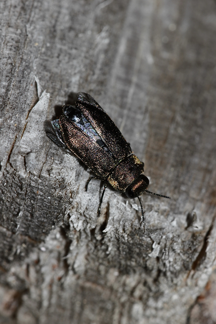 Ein knapp zentimetergroßer Prachtkäfer (Fam. Buprestidae) vor dem Abflug - ...