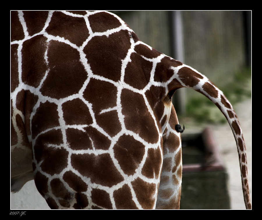 ein Knöllchen im Zoo