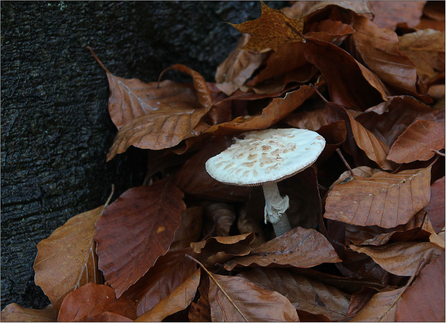 Ein Knolli in seinem Versteck.