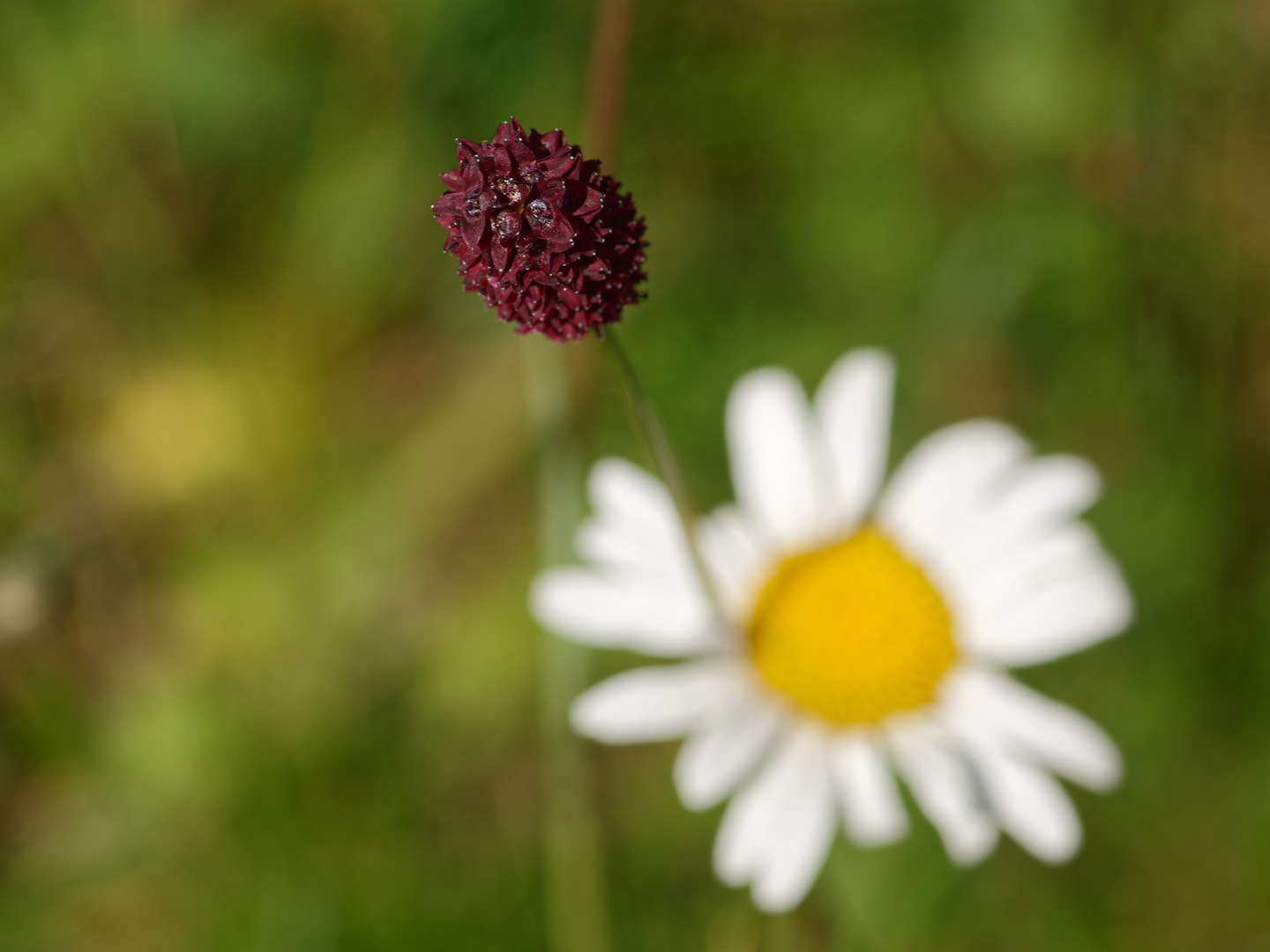 Ein Knopf im Gras