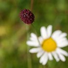 Ein Knopf im Gras