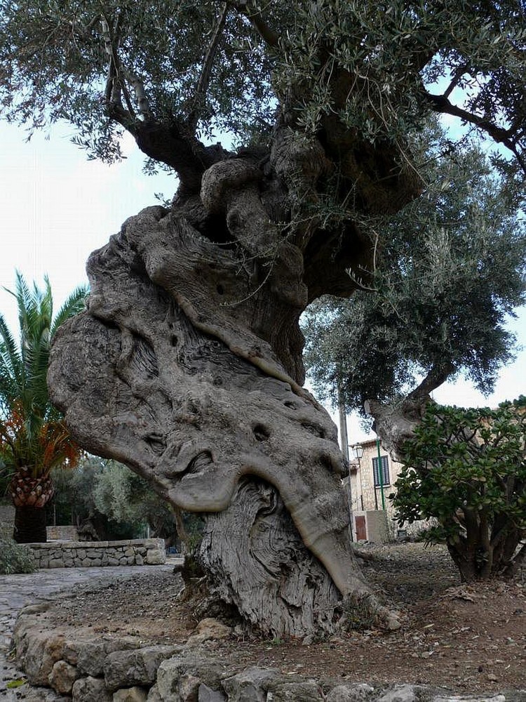 Ein knorriger alter Olivenbaum