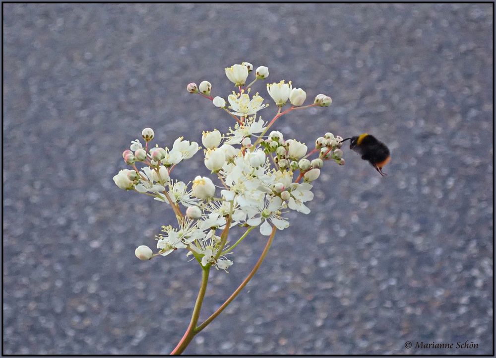 Ein knuffiges Hummelchen...