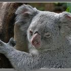 ein Koala