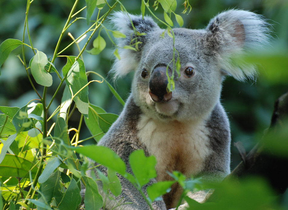 Ein Koala aus dem Duisburger Zoo