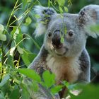 Ein Koala aus dem Duisburger Zoo