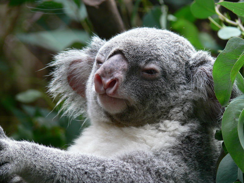 ein Koala aus Duisburg