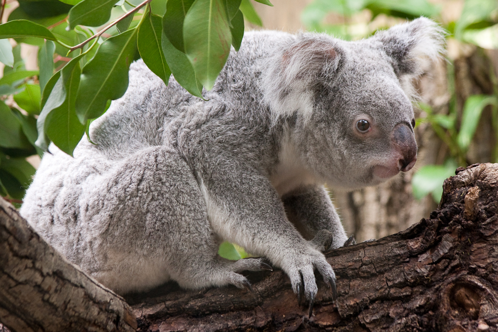 Ein Koala ganz aufmerksam